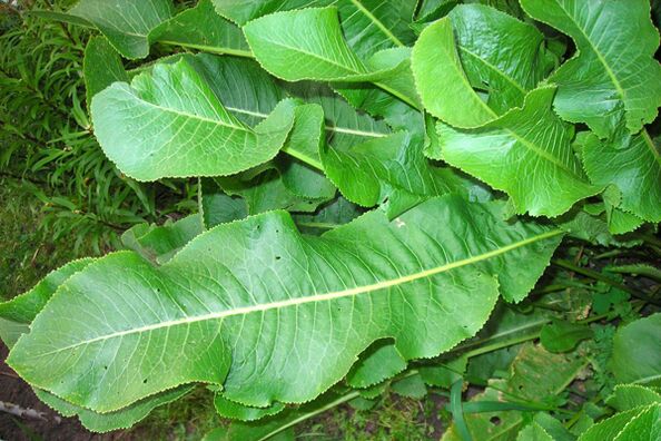 Horseradish leaves used to treat osteochondrosis